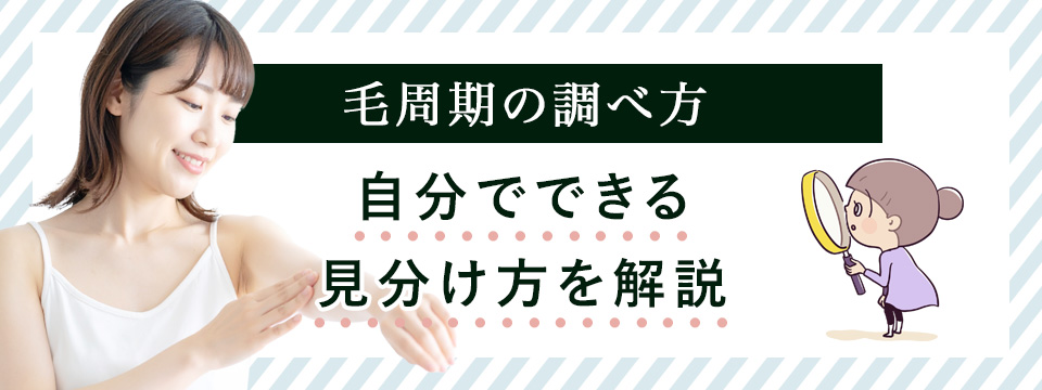 毛周期の調べ方・見分け方