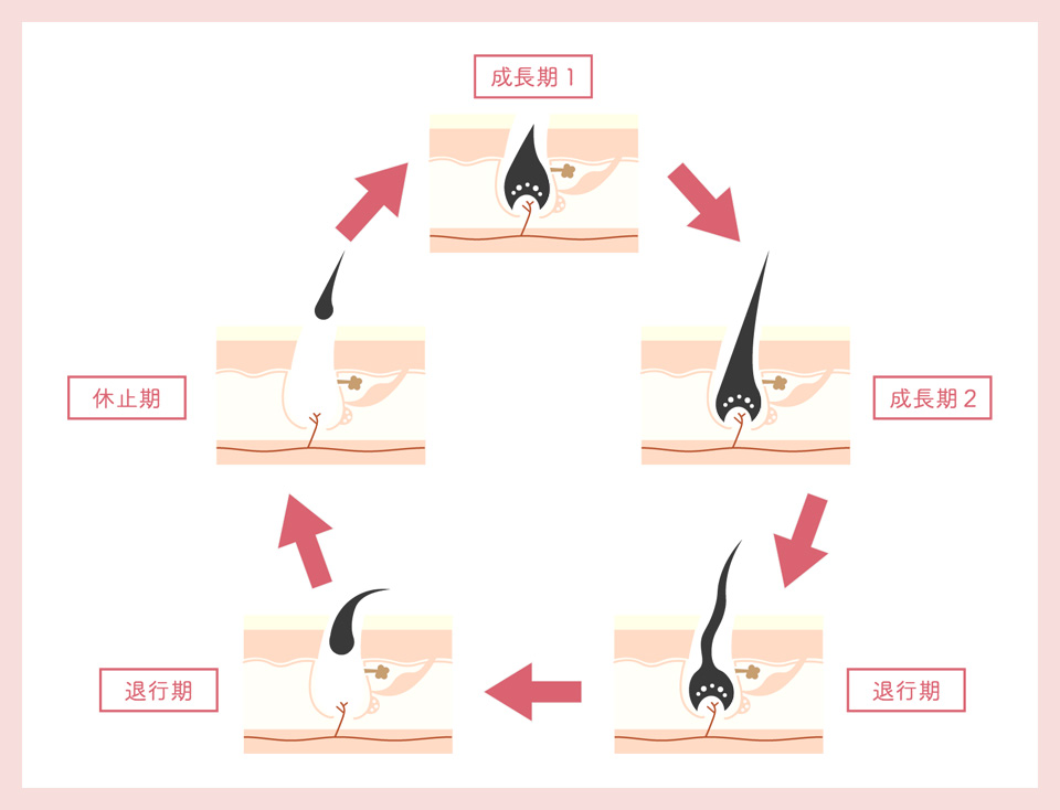 毛周期の図説