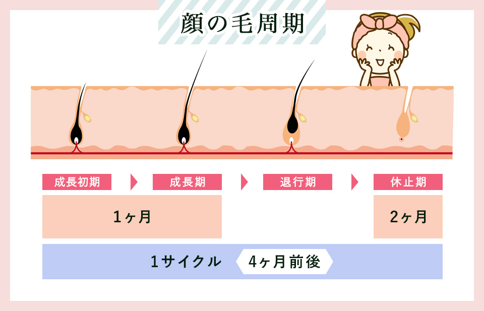 顔の毛周期1サイクルの参考画像