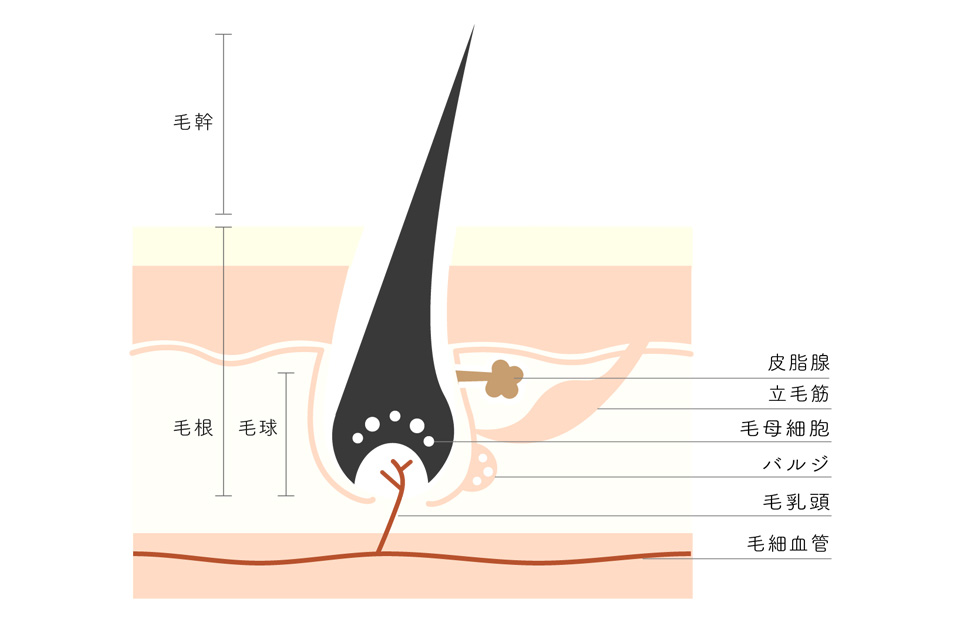 毛の構造の図説