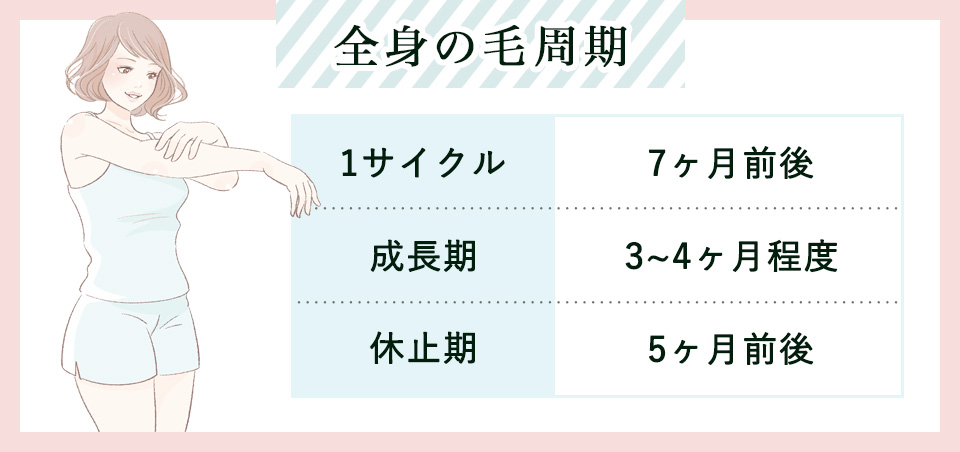 全身の毛周期まとめ