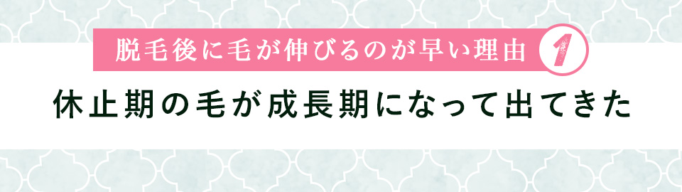 脱毛後に毛が伸びるのが早い理由①休止期の毛が成長期になって出てきた