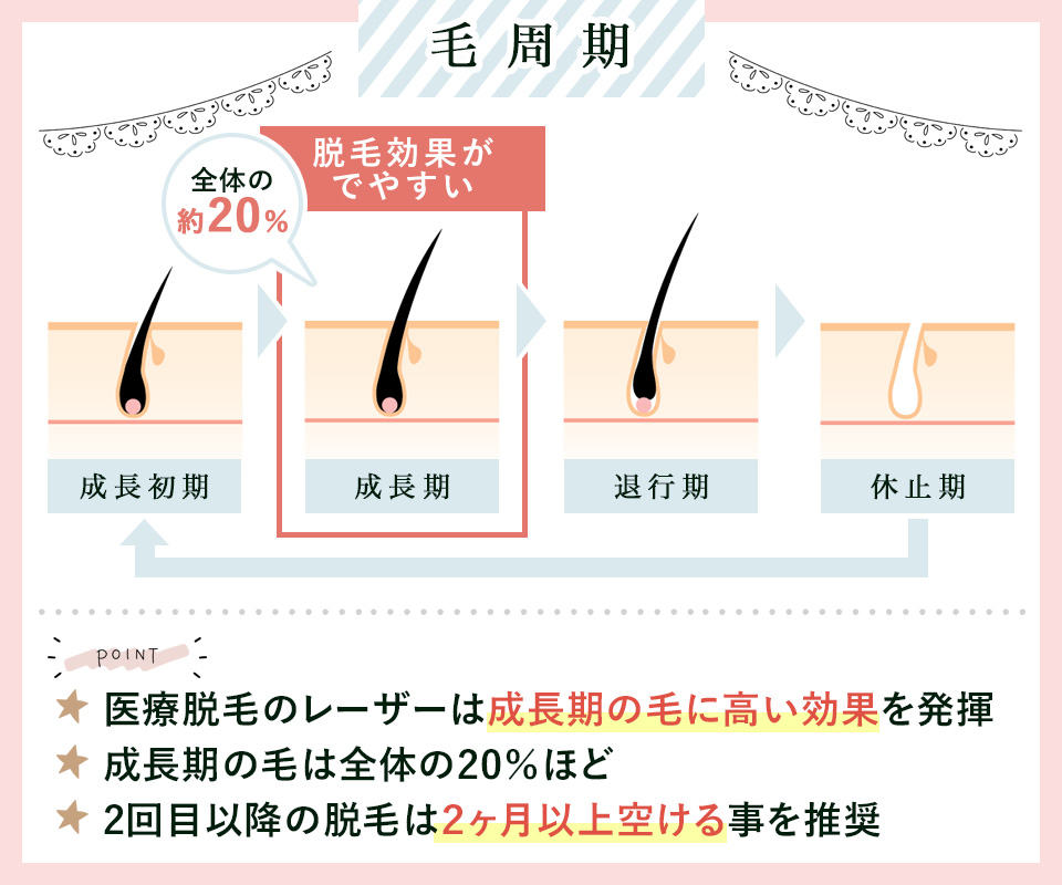 毛周期の説明