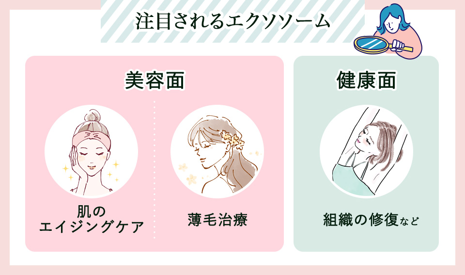 美容面・健康面で注目されているエクソソームまとめ