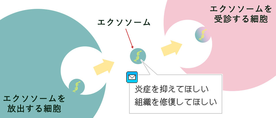 エクソソームがメッセンジャーである図説