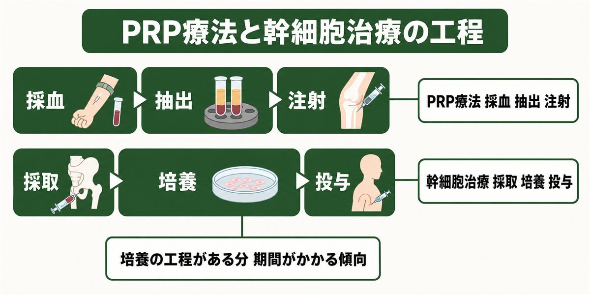PRP療法と幹細胞治療の工程の違いを示す図解