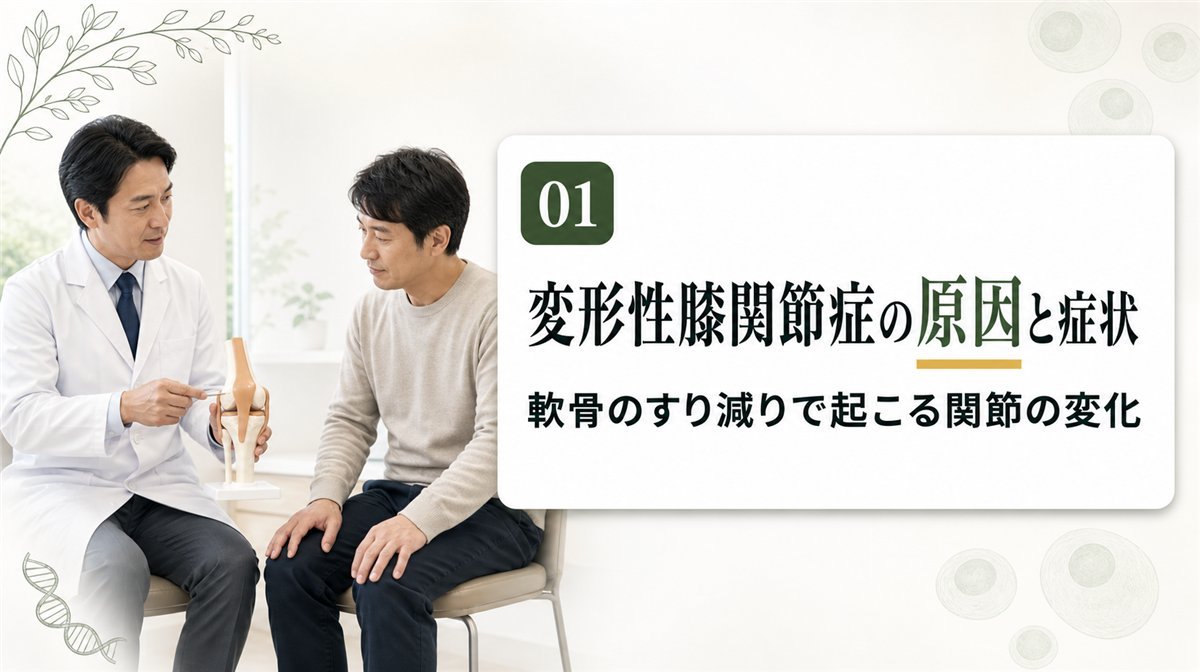 膝関節模型を示しながら症状を説明する医師と患者