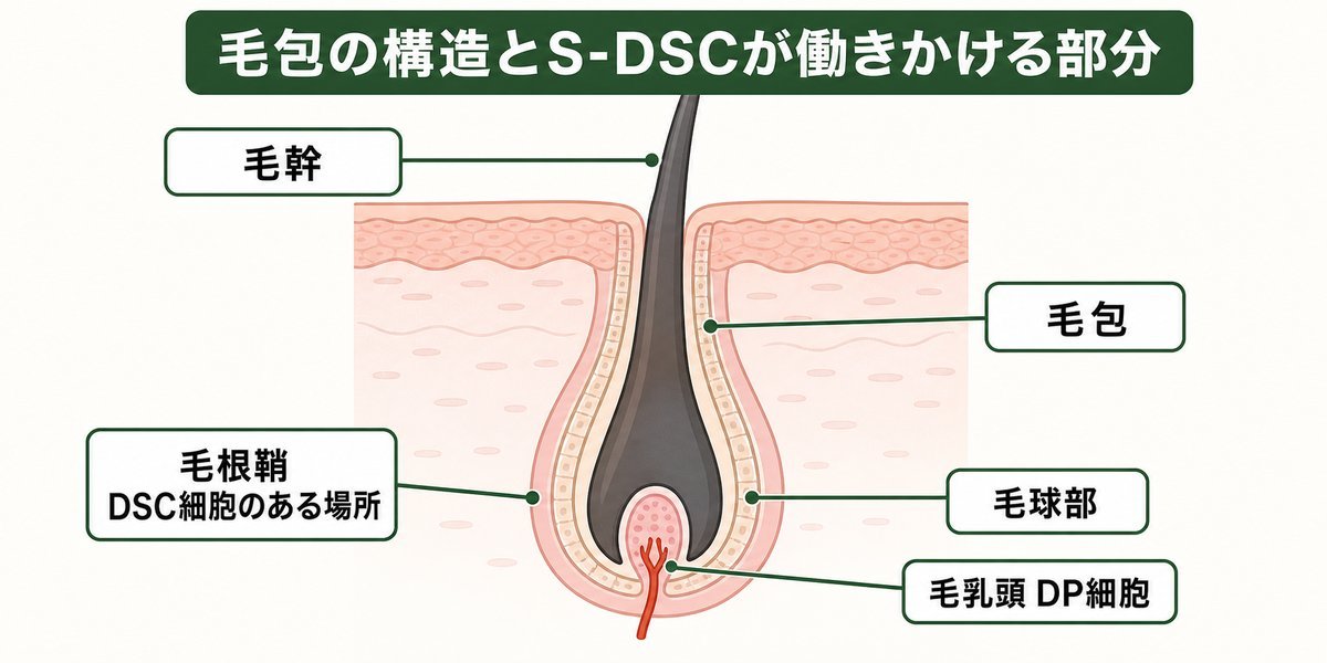 毛髪再生医療で毛包の構造とS-DSCが働きかける部分を示した断面図