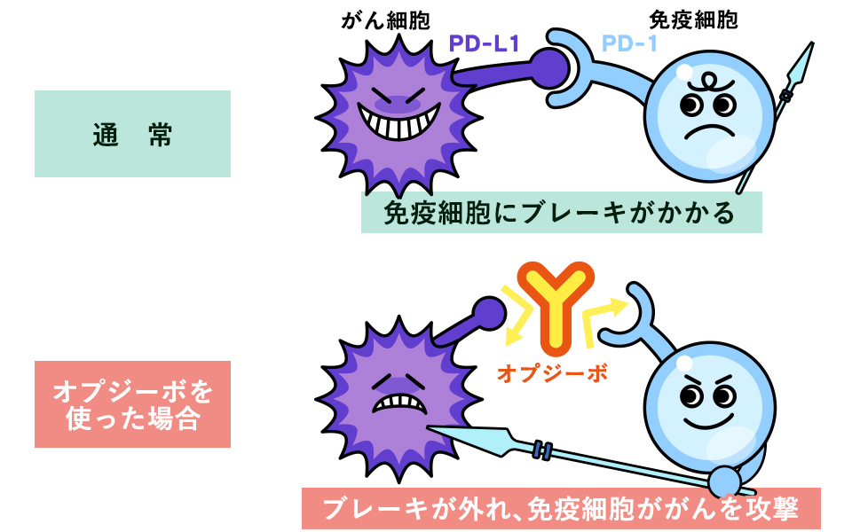 がん細胞に対するオプシーボの作用の図説