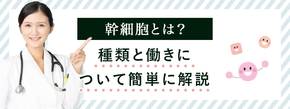 幹細胞の種類と働きについて