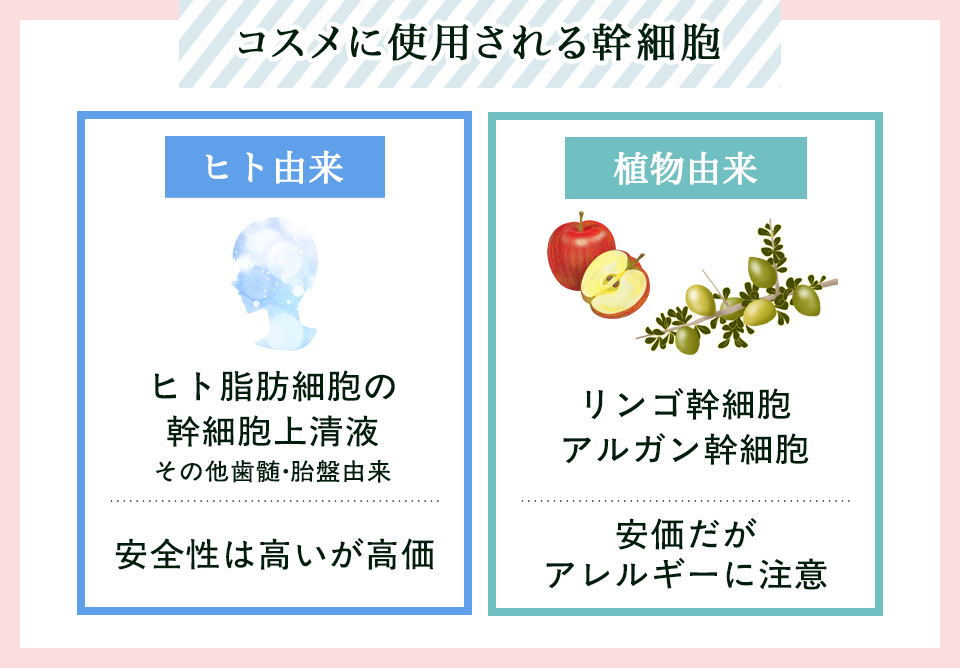 コスメに使われる幹細胞