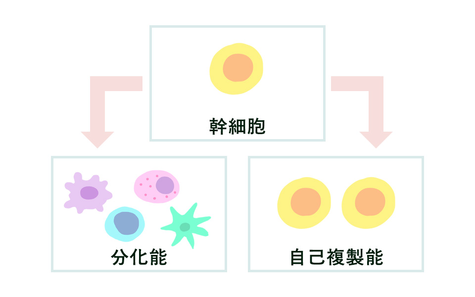 幹細胞の2つの働きの図説