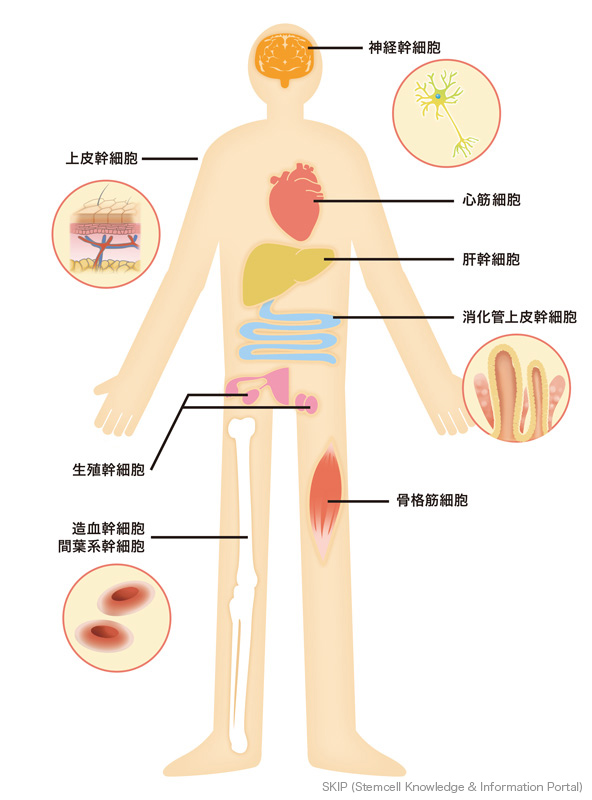 体の中にある主な組織幹細胞イメージ図