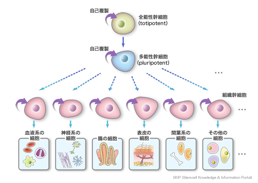 多能性幹細胞のイメージ図