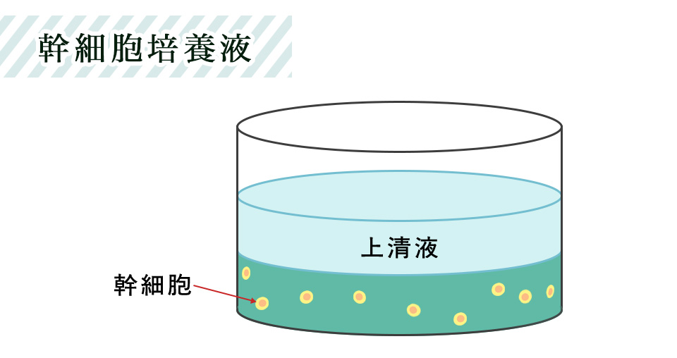 幹細胞培養液のイメージ図